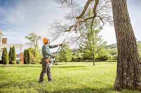 Best Lawn Renovation and Restoration  in Eureka Mill, SC
