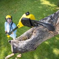 Best Emergency Tree Removal  in Eureka Mill, SC