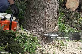 Best Lawn Pest Prevention  in Eureka Mill, SC
