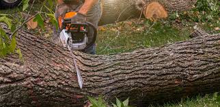Reliable Eureka Mill, SC Tree Care Solutions