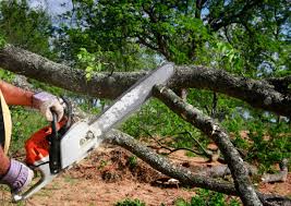 Best Tree Removal  in Eureka Mill, SC