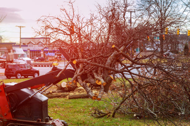 Best Tree Disease Treatment  in Eureka Mill, SC