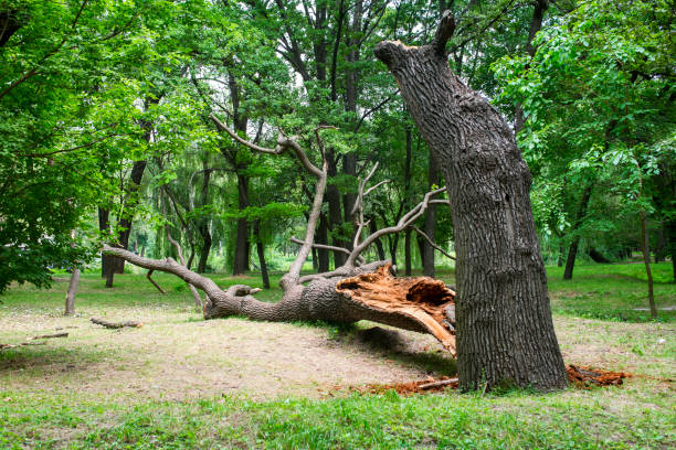 Best Tree Risk Assessment  in Eureka Mill, SC