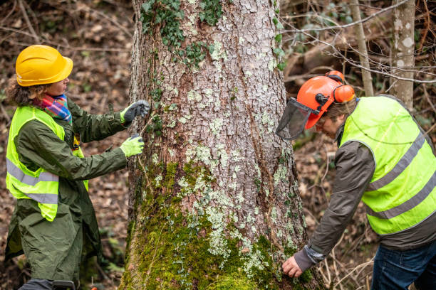 Best Tree Health Inspection  in Eureka Mill, SC
