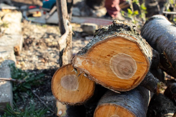Best Stump Grinding and Removal  in Eureka Mill, SC