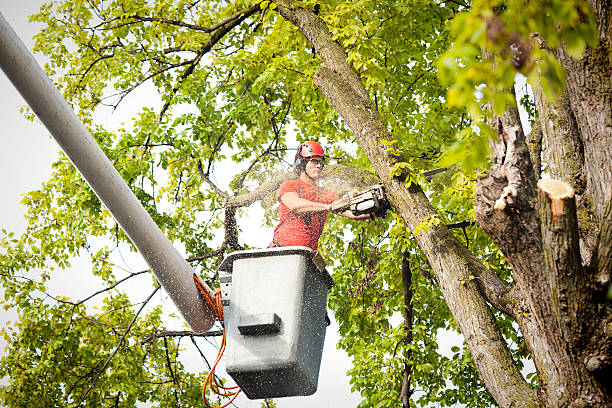  Eureka Mill, SC Tree Care Pros
