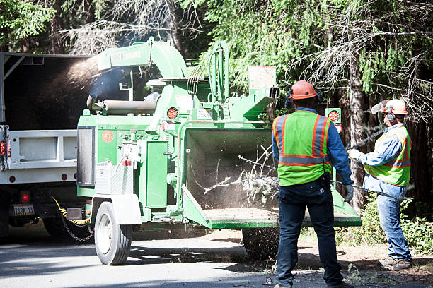 Seasonal Cleanup (Spring/Fall) in Eureka Mill, SC