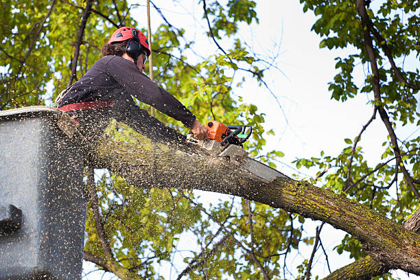 Best Commercial Tree Services  in Eureka Mill, SC