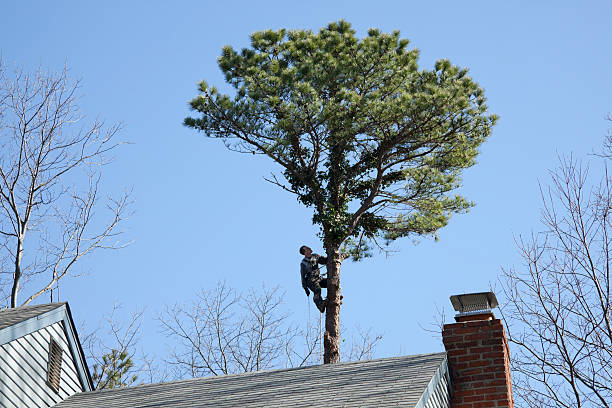 Best Firewood Processing and Delivery  in Eureka Mill, SC