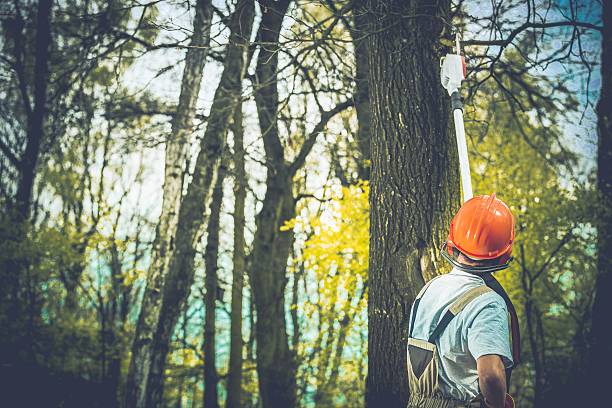 How Our Tree Care Process Works  in  Eureka Mill, SC